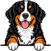 Berner Sennenhund