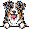 Aussie Australian Shepherd