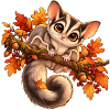 Sugar_Glider