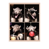 Ameisenbären Ameisenbär