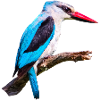 Woodland_Kingfisher