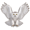 Schneeeule