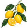 Zitruszweig Gelbe Lemons Motiv