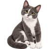 Balu