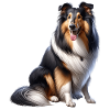 Langhaar Collie Collie