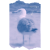 Wattvogel Foto Möwe Maritimes Geschenk