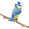 Blau – Vogelillustration