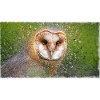 Schleiereule – Vogelillustration