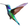 Kolibri – Vogelillustration