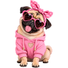 Mops Hund süßer Mops niedlicher Mops