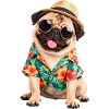 Mops Hund süßer Mops niedlicher Mops