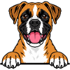 Boxer
