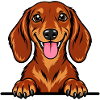 Dackel Dachshund