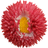 Rosa Chrysant Blume
