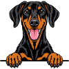 Dobermann Pinscher
