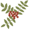 Karmesinrote Vogelbeeren auf Green Branch