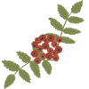 Crimson Rowan Cluster