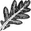 Eichenblatt - Natur & Wald Botanik Design