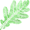 Eichenblatt / Blätter Botanik & Natur Design