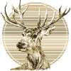 Hirsch