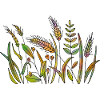 Gras