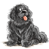 Neufundländer Hund Schwarz Newfie Hunderasse
