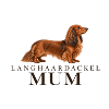 Langhaardackel Mumi Hundeporträt