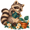 Waschbär-Gärtner in Blüte
