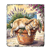 Siesta Kaninchen