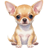 Chihuahua Welpe Hundebaby Geschenkidee