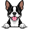Boston Terrier