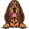 Bloodhound