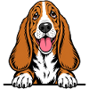 Basset Hound