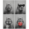 Wasserschwein Capybara