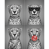 Geparde Gepard