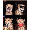 Geparde Gepard
