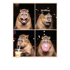 Wasserschwein Capybara