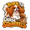 Kavallerier King Charles Spaniel