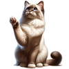 Birma Katze Birman Cat