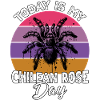 Chile Vogelspinne