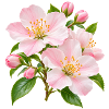 Rosa Apfelblüten-Blüten-Floral