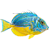 Vivid Parrotfish Burst
