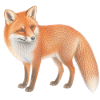 Illustriertes Fuchsblattpastell