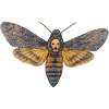Sphinx-Schädel-Nacht-Schädel-Schmetterling