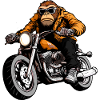 Motorrad Affen