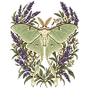 Lunafalter mit Lavendel