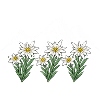 Alpen Edelweiß