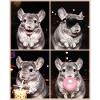 Chinchillas Chinchilla