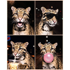 Nebelparder Clouded Leopard