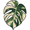 Monstera-Variegated Leaf Silhouette